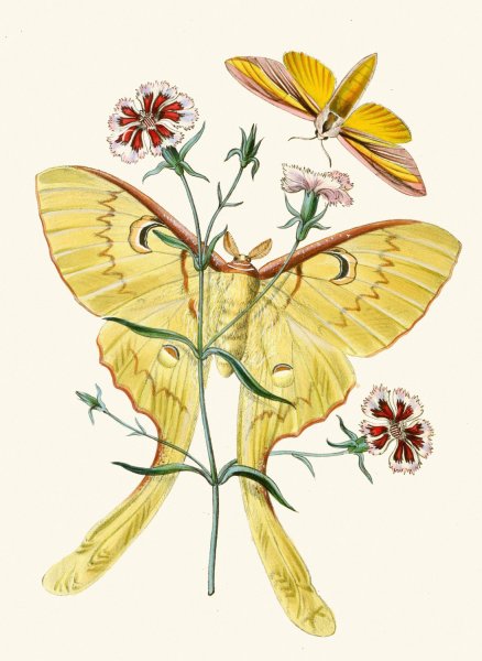 Main Product Photo of The cabinet of oriental entomology XXIII  Painting by John Obadiah Westwood