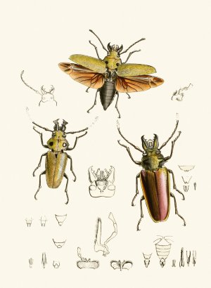 The cabinet of oriental entomology XXIV by John Obadiah Westwood Oil Painting
