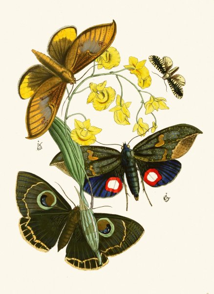 Main Product Photo of The cabinet of oriental entomology XXIX  Painting by John Obadiah Westwood