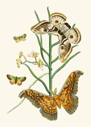 The cabinet of oriental entomology XXV by John Obadiah Westwood Oil Painting