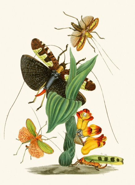 Main Product Photo of The cabinet of oriental entomology XXVI  Painting by John Obadiah Westwood