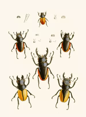 The cabinet of oriental entomology XXVII by John Obadiah Westwood Oil Painting
