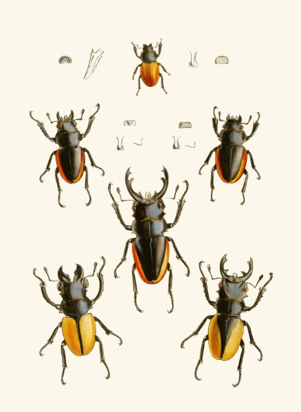 Main Product Photo of The cabinet of oriental entomology XXVII  Painting by John Obadiah Westwood