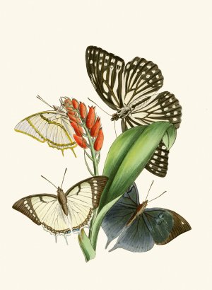 The cabinet of oriental entomology XXVIII by John Obadiah Westwood Oil Painting