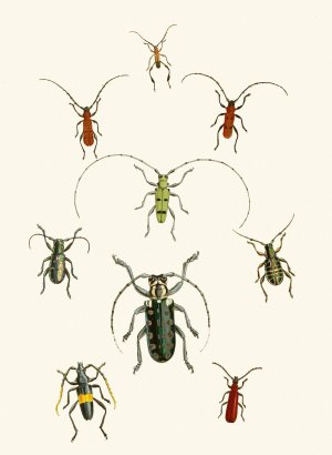 The cabinet of oriental entomology XXX by John Obadiah Westwood Oil Painting