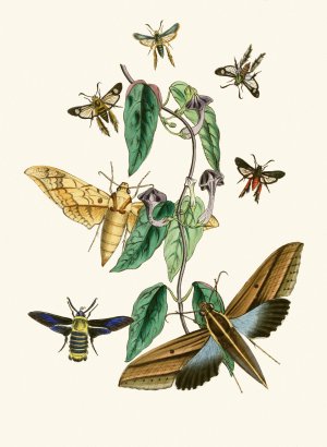 The cabinet of oriental entomology XXXI by John Obadiah Westwood Oil Painting