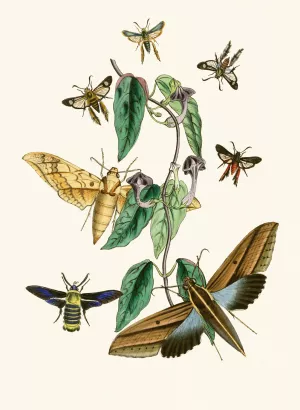 The cabinet of oriental entomology XXXI by John Obadiah Westwood Oil Painting