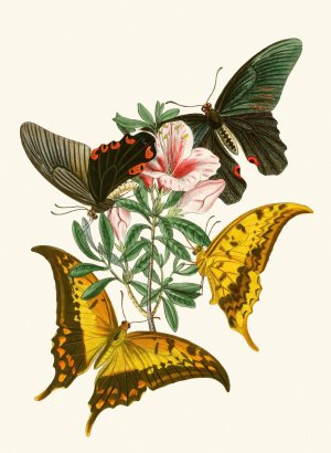 The cabinet of oriental entomology XXXII by John Obadiah Westwood Oil Painting