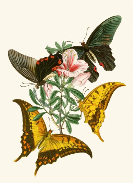 Main Product Photo of The cabinet of oriental entomology XXXII  Painting by John Obadiah Westwood