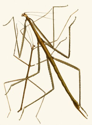 The cabinet of oriental entomology XXXIII by John Obadiah Westwood Oil Painting