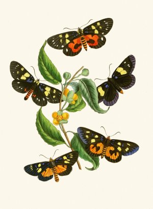 The cabinet of oriental entomology XXXIV by John Obadiah Westwood Oil Painting