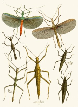 The cabinet of oriental entomology XXXIX by John Obadiah Westwood Oil Painting