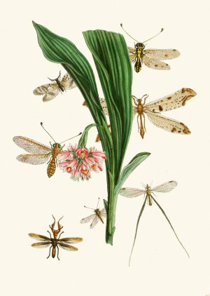 The cabinet of oriental entomology XXXV by John Obadiah Westwood Oil Painting