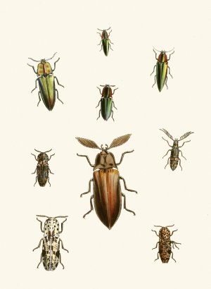 The cabinet of oriental entomology XXXVI by John Obadiah Westwood Oil Painting