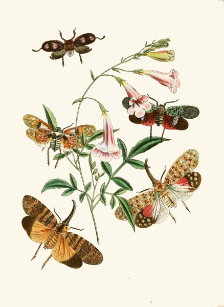 Main Product Photo of The cabinet of oriental entomology XXXVII  Painting by John Obadiah Westwood