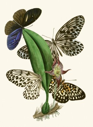 The cabinet of oriental entomology XXXVIII by John Obadiah Westwood Oil Painting