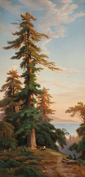 Redwood Trees, Santa Cruz Mts., Cal by John Ross Key Oil Painting