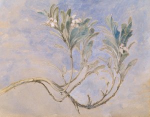 Study of a Sprig of a Myrtle Tree by John Ruskin Oil Painting