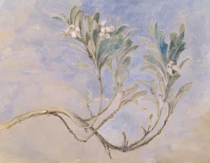 Study of a Sprig of a Myrtle Tree by John Ruskin Oil Painting