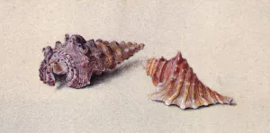 Study of Two Shells by John Ruskin - Oil Painting Reproduction