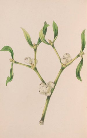 Christmas Rose by John Stevens Henslow Oil Painting