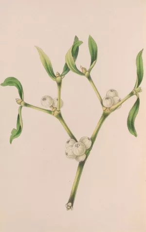 Christmas Rose by John Stevens Henslow Christmas Rose by John Stevens Henslow Oil Painting