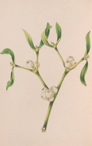 Main Product Photo of Christmas Rose  Painting by John Stevens Henslow