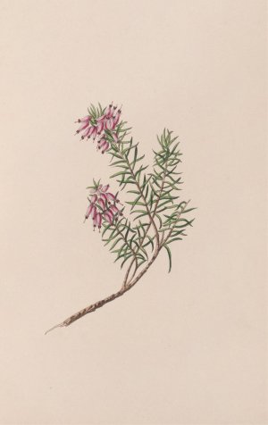 Dwarf Heath by John Stevens Henslow Oil Painting