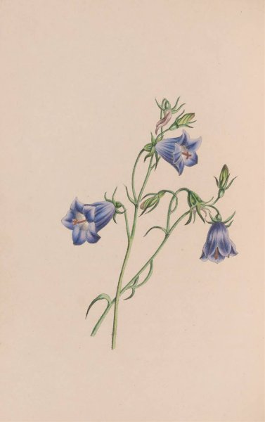 Main Product Photo of Everlasting  Painting by John Stevens Henslow