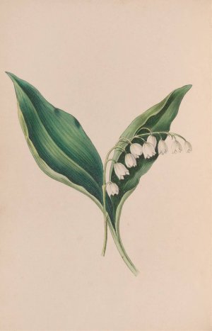 Forget-Me-Not by John Stevens Henslow Oil Painting