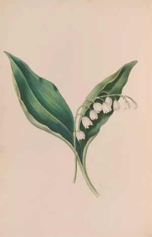 Forget-Me-Not by John Stevens Henslow Forget-Me-Not by John Stevens Henslow Oil Painting