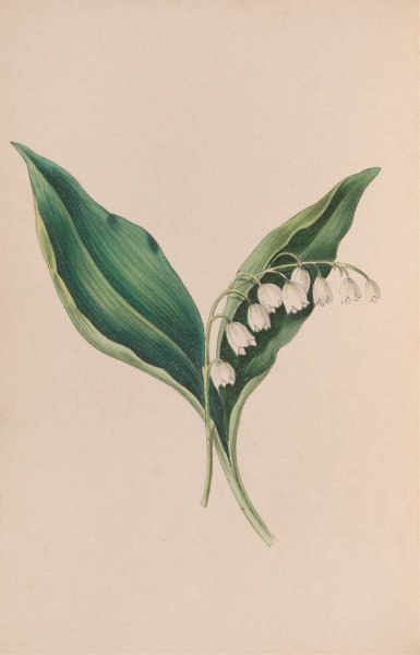 Forget-Me-Not  by John Stevens Henslow - Hand-Painted Oil Painting Reproduction