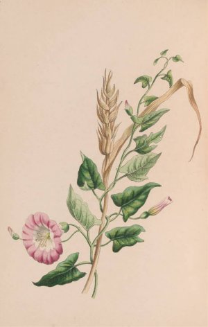 Geranium by John Stevens Henslow Oil Painting