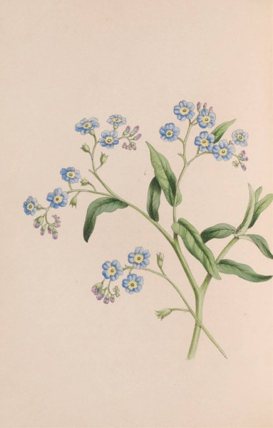 Main Product Photo of Grass  Painting by John Stevens Henslow