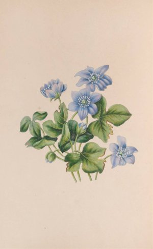 Hepatica by John Stevens Henslow Oil Painting
