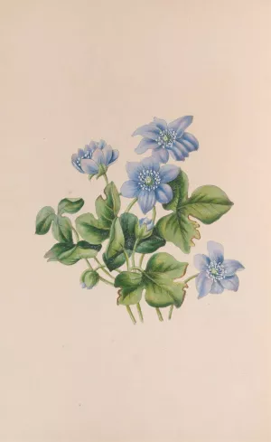 Hepatica by John Stevens Henslow Hepatica by John Stevens Henslow Oil Painting