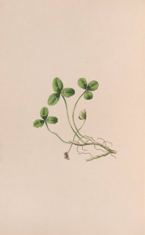 Lily Of The Valley by John Stevens Henslow Oil Painting