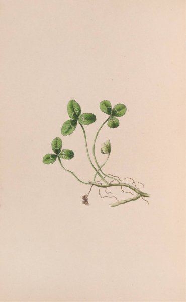 Main Product Photo of Lily Of The Valley  Painting by John Stevens Henslow