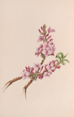 Mezereon by John Stevens Henslow Oil Painting