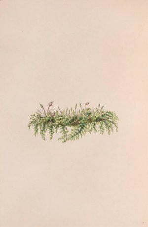 Mistletoe by John Stevens Henslow Oil Painting