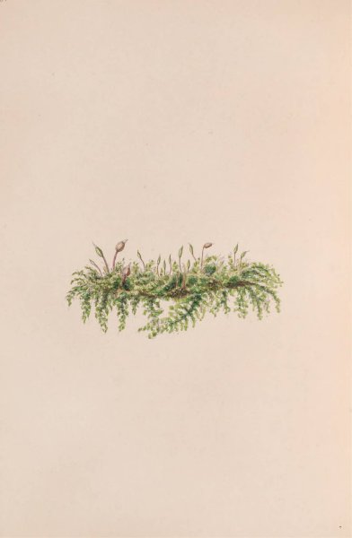 Main Product Photo of Mistletoe  Painting by John Stevens Henslow