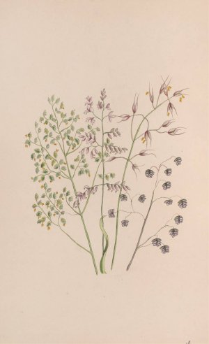 Moss Rose by John Stevens Henslow Oil Painting