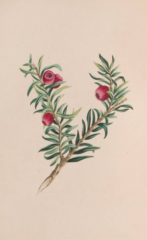 Moss by John Stevens Henslow Oil Painting