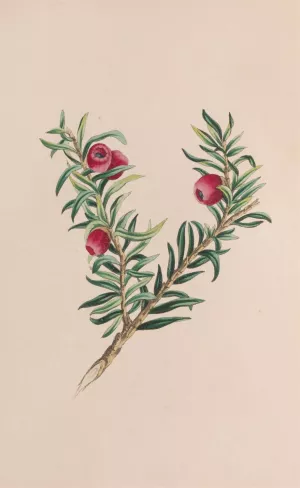 Moss by John Stevens Henslow Moss by John Stevens Henslow Oil Painting