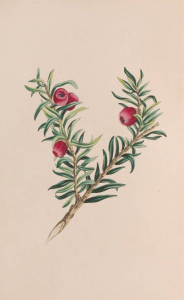 Main Product Photo of Moss  Painting by John Stevens Henslow
