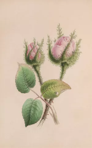 Musk Mallow by John Stevens Henslow Musk Mallow by John Stevens Henslow Oil Painting