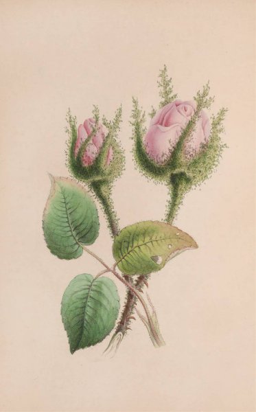 Main Product Photo of Musk Mallow  Painting by John Stevens Henslow