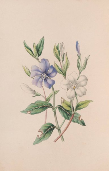 Main Product Photo of Periwinkle  Painting by John Stevens Henslow