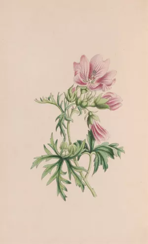 Small Blndweed, Or Field Convolvulus by John Stevens Henslow Small Blndweed, Or Field Convolvulus by John Stevens Henslow Oil Painting