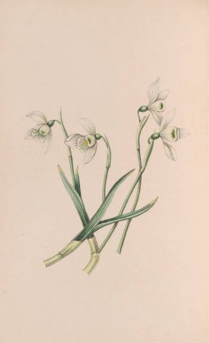 Snowdrop by John Stevens Henslow Oil Painting